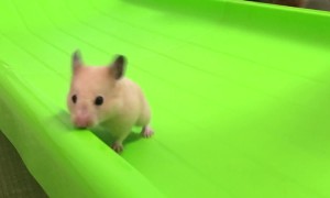 Cute Little Hamster Slides Down Slide