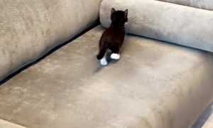 Tiny Kitten Climber Gets Surprised by Rolling Pillow