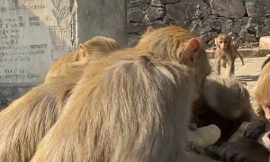 Monkeys Enjoy Eating Boiled Potatoes