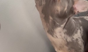 Coming Home to This Always Brightens My Day