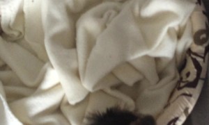 Yorkie Puppy Battles Ferret for Toy Dominance