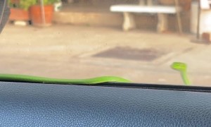 Green Snake Hitches A Ride