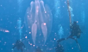 Tiny Clear Jellyfish Dances In Torchlight