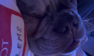 Sleeping French Bulldog Sounds Like Construction Site