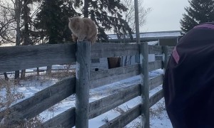 Cowboy Cat Attempts Rodeo Ride