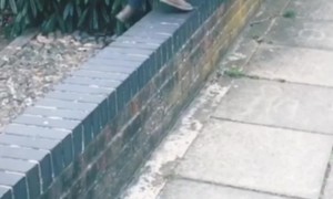 Baby Laughs At Brother's Fall