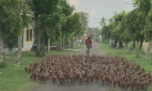 Car Stopped By Flood of Migrating Ducks