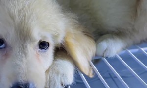 Puppy Doesn't Want to Leave the Fridge
