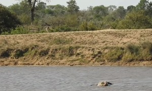 Elephant Goes For a Swim