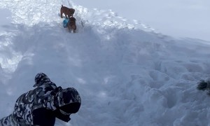 Dog Rides a Sled Downhill
