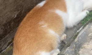 Cat Found Blocking Drain