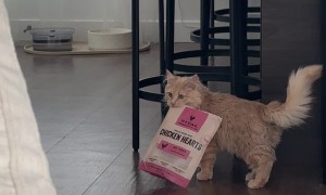 Orange Cat Caught Red-Handed Sneaking Treats