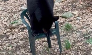 Black Bear Sits on a Chair Like a Human