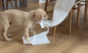 Golden Retriever Puppy Takes Off With Paper Towel Roll