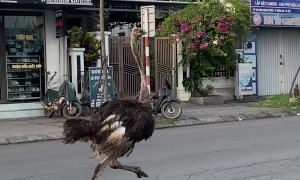 Ostrich Runs With Traffic
