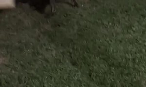 Dog Takes Off With Box of Beer
