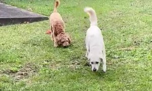 Pups Takes Synchronized Potty Break