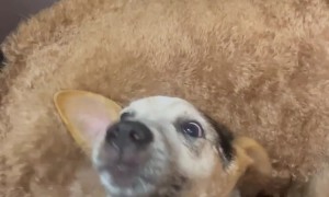 Heeler Protects Friend From Hair Dryer