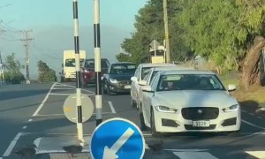 Ducks Politely Use Crosswalk