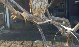 Animal Caretaker Checks On Rescued Owl