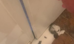 Bunny Traps Man In The Bathroom