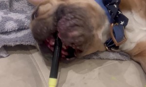 Frenchie Tries to Be an Artist