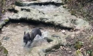 Staffy Splashes And Sprints Through Pools