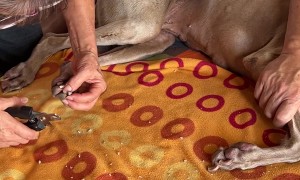 Trimming This Dog's Nails Is a Two Person Job