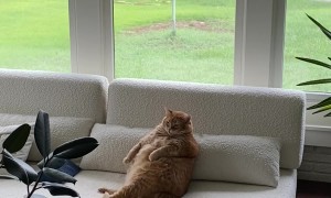 Overweight Cat Can't Get Clean
