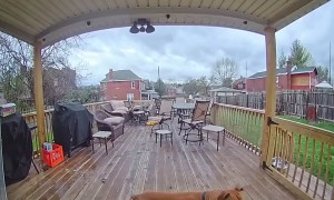 Smart Puppy Rings Doorbell