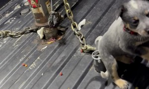 Gas Station Guard Dogs