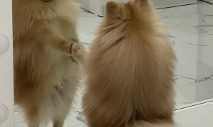 Pomeranian Falls In Love With Reflection