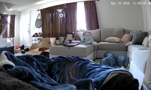 Cat Panics When It Gets Head Stuck in Bag