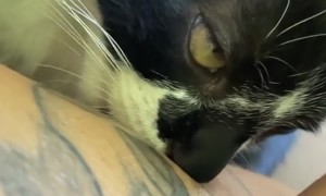 Feline Friend Tries to Join Feeding Time