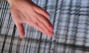 Dog runs away with phone