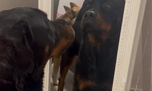 Who's That Dog in the Mirror?