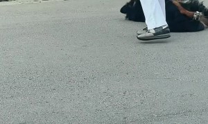 Stubborn Dog Doesn't Want to Walk