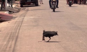 One-legged Vulture Dines on Rat