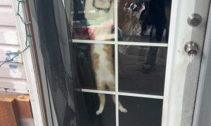 Cat Jumps At Door When Owner Is Outside
