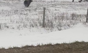 Grizzly Bear With Cubs Charges Truck on Rural Road