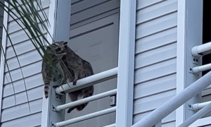 Raccoon Family Takes Up Residence in Apartment Ceiling