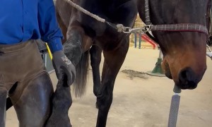 Farrier Has a New Apprentice