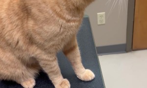 Cat Hisses at Kitten Portraits