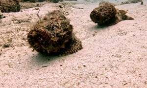Scorpionfish Take a Stroll on the Sea Floor