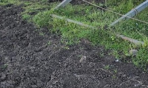 Horse Found With Hood Pulled Over His Eyes