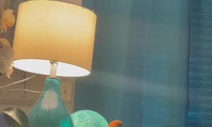 Yoshi the Parrot Taunts Oreo the Cat