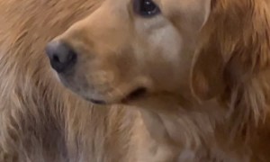 Golden Retriever Quivers At Lost Toy