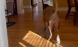 When The Cat Is In Cahoots With Your Dog