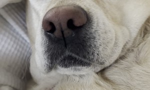 Yellow Lab Smacks Lips During Naptime
