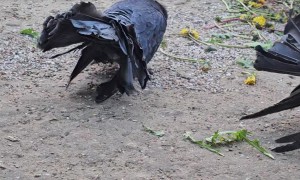 Fancy Pigeon Brings Flowers To His Wife